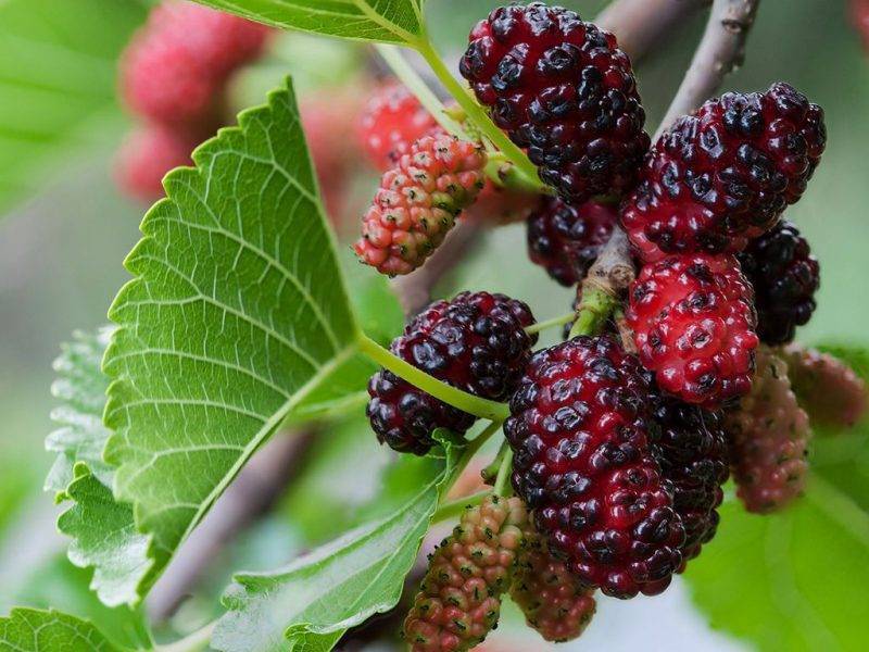 Шелковица купить саженцы из питомнике в Великом Новгороде