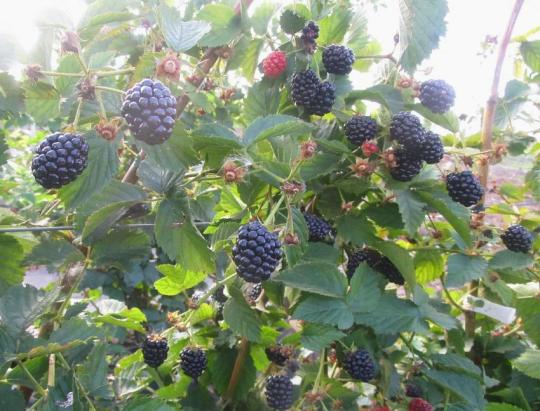 Ежевика "ПОЛАР"