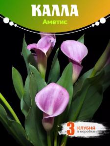 Калла  Аметис 3 шт клубни цветов